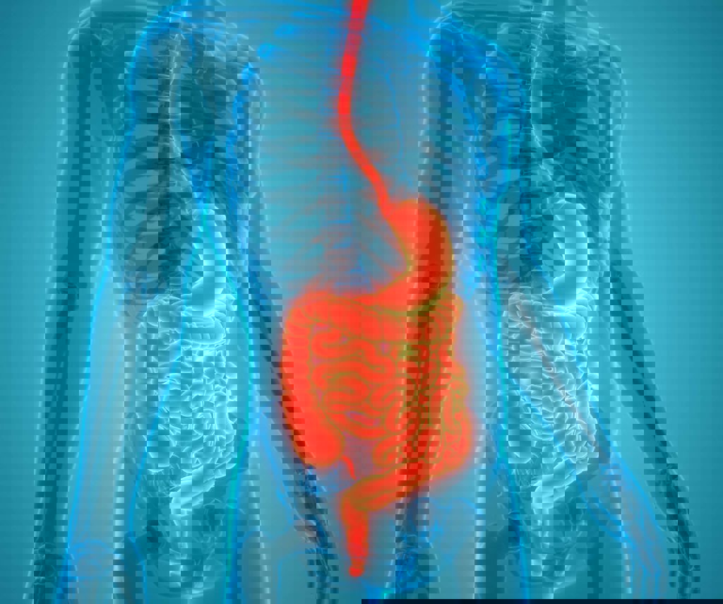 digestive health